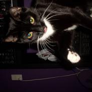 Blanding af racer Mille