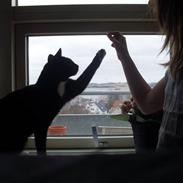 Blanding af racer Mille