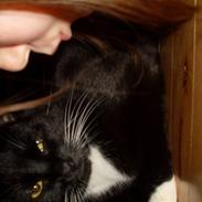 Blanding af racer Mille