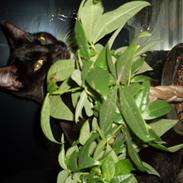 Blanding af racer Mille