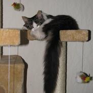 Blanding af racer Timon