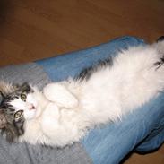 Blanding af racer Timon