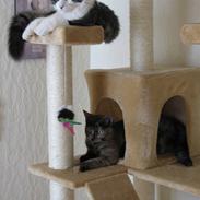 Blanding af racer Timon