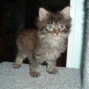 Maine Coon Timon