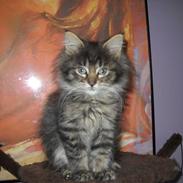 Maine Coon Timon