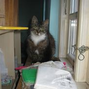 Blanding af racer kiara