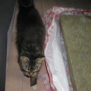 Blanding af racer kiara