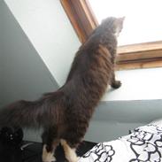 Blanding af racer kiara