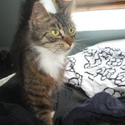 Blanding af racer kiara