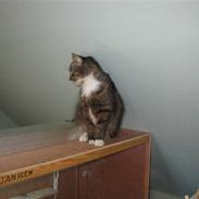 Blanding af racer kiara