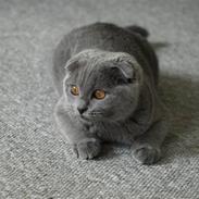 Scottish Fold Amber