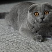 Scottish Fold Amber