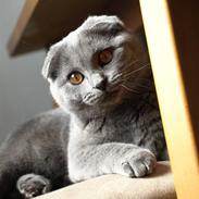 Scottish Fold Amber