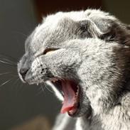 Scottish Fold Amber