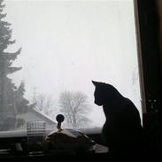 Blanding af racer Beastie