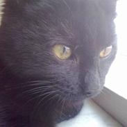 Blanding af racer Beastie