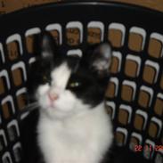 Blanding af racer Piv