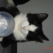 Blanding af racer Piv