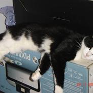 Blanding af racer Piv