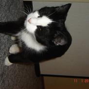 Blanding af racer Piv