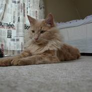 Blanding af racer Bailey