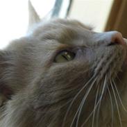 Blanding af racer Bailey