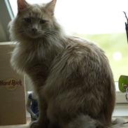 Blanding af racer Bailey