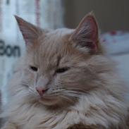 Blanding af racer Bailey