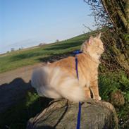 Blanding af racer Bailey