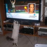 Hellig Birma DK Bette´s Bonnie