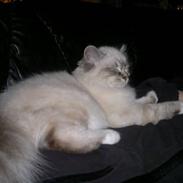 Hellig Birma DK Bette´s Bonnie