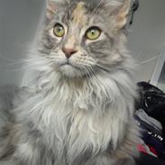 Maine Coon Tabia Tango