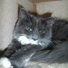 Blanding af racer Nuka