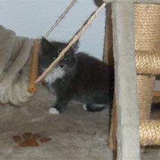 Blanding af racer Nuka