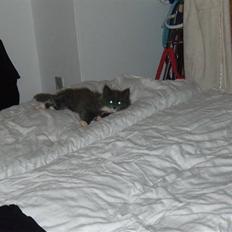 Blanding af racer Nuka