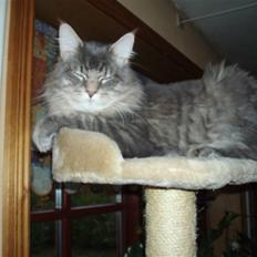 Maine Coon Felix ll