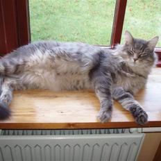 Maine Coon Felix ll