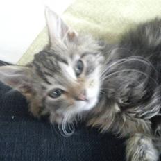 Blanding af racer hugo