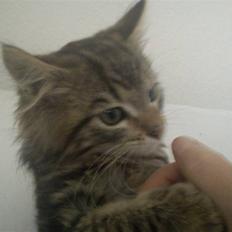 Blanding af racer hugo