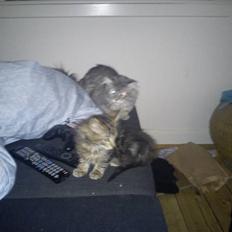 Blanding af racer hugo