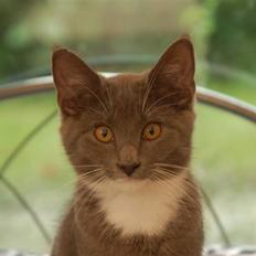 Blanding af racer Jaline 