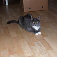 Blanding af racer Jaline 