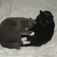 Blanding af racer Jaline 