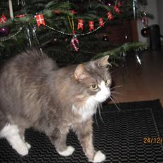 Norsk Skovkat Højgårdens Boris Gonzales