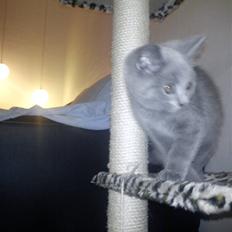 British Shorthair DK Bæklund´s Maskot