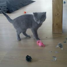 British Shorthair DK Bæklund´s Maskot