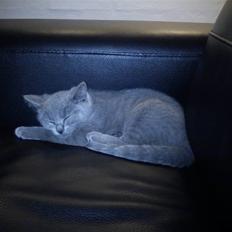 British Shorthair DK Bæklund´s Maskot