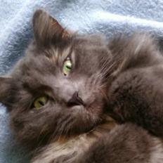 Blanding af racer Luka