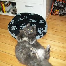 Blanding af racer Luka