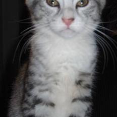 Blanding af racer Molly